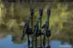 Picture of NASH Scope Black OPS Carp Rod