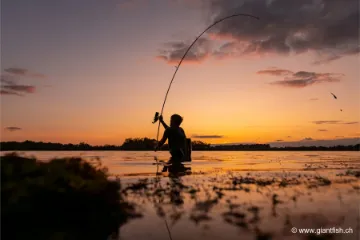 Canne NASH Air Force F20