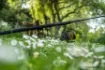 Bild von NASH Scope Black Duplon Karpfenrute 9 ft & 10 ft
