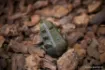 Immagine di Piombo NASH Dumpy Gripper Swivel