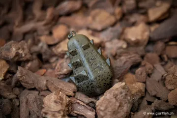 Plomb NASH Dumpy Gripper Swivel Lead