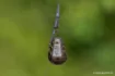 Immagine di Piombo NASH Dumpy Gripper Swivel