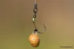 Picture of NASH Claw Hook