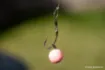 Picture of NASH Curve Shank Carp Hook