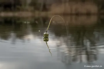 Flotteur NASH Zig Float