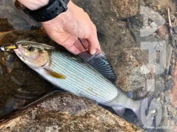 Cuiller Tournante SMITH AR-S SHELL NACRE - 2.1 g