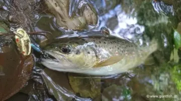 Cuiller Tournante SMITH AR-S SHELL NACRE - 3.5 g