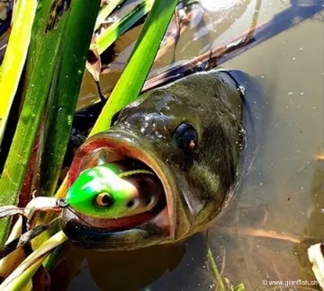 Leurre de Surface SMITH STRIKE FROG - 5 cm