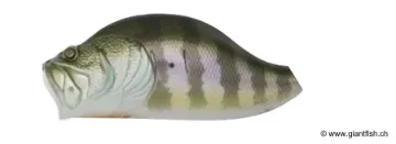 ADUSTA ZACRAWL JR DASH 6,5cm 19g