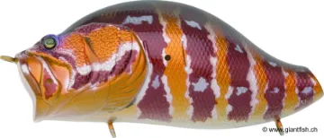 ADUSTA ZACRAWL YAJIROBEE 9cm 42g