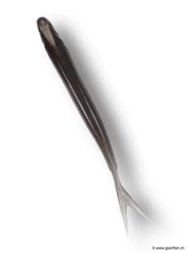 Leurre Souple FISH ARROW Flash J Split 3"""" - 7.5 cm