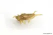 Image de Leurre Souple Nikko Dappy Mayfly 10 - 1.9 cm