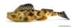 Leurre Souple Megabass DARK SLEEPER 4.5"""" - 29 g (1 oz) - 11 cm
