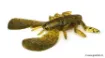 Leurre Souple Megabass FUWABUG 1.8"""" - 4.6 cm