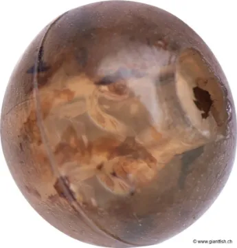 Perle FOX Edges Tapered Bore Bead