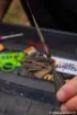 Immagine di Manicotto FOX Edges Power Grip Naked Tail Rubbers