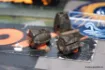 Picture of FOX Edges Removable Flying Back Weights