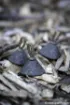 Immagine di Piombo di coda FOX Edges Downrigger Back Weights