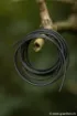 Bild von Tungsten-Schlauch FOX Edges Tuff Tungsten Tubing