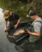 Bild von FOX Carpmaster Welded Mat Abhakmatte