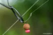 Picture of FOX Edges Wide Gape Long Shank Hook