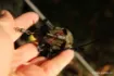 Picture of FOX Grappling Marker Lead