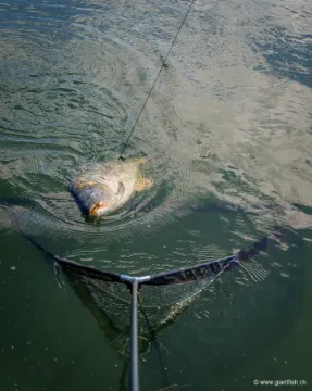 Épuisette FOX Horizon X4-S Net - 8 ft - 46""""