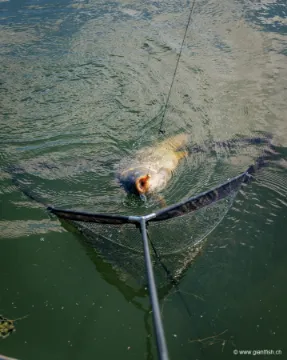 Épuisette FOX Horizon X4-S Net - 8 ft - 46""""