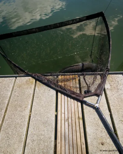 Épuisette FOX Horizon X4-S Net - 8 ft - 46""""