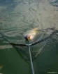 Épuisette FOX Horizon X4-S Retractable Pole - 6 ft - 42""""