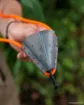 Immagine di Fionda FOX Slik PowerGrip Multi Pouch Catapult