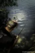 Picture of FOX EOS X Traveller Carp Rod - Full Shrink - 8-10 ft - 3 lbs