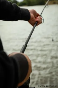 Canne Carpe FOX Horizon X6 Ti - 8-10 ft - 3.75 lbs