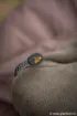 Bild von FOX Ven-Tec Thermo-Bedchair-Abdeckung