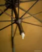 Parapluie FOX 60"""" Brolly