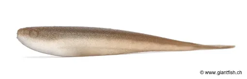 Leurre Souple DUO Realis Versa Fish 4"""" - 10 cm