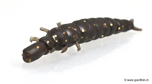 Leurre Souple NIKKO Dappy Caddisfly L - 3.8 cm