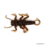955 / Mudbug
