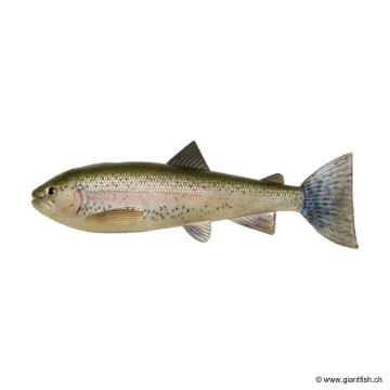Pulz-Bait Trout/Roach