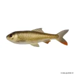 Crucian Carp
