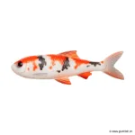 Koi Carp