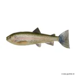 Rainbow Trout